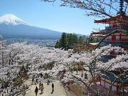 Зошто цветањето на црешите е важен настан во јапонската култура