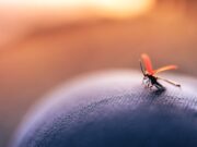 Природни состојки што ќе ви помогнат да го заштитите домот од инсекти