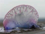 Д-р Јелена Божиќ објаснува како да постапите доколку имате убод од виолетова медуза која се појави на грчкото и албанското приморје