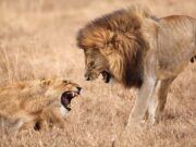 Дали можете да победите лав во голорака борба?!?