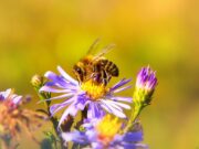 За луѓето кои многу зујат, а малку мед даваат!