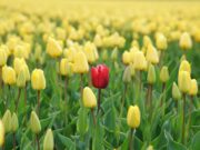 Кога одлуката за брак и деца конечно ќе се сведат на лична и интимна одлука, наместо општествена или колективна?