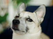 Три вида на скептици