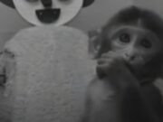 Неговите експерименти денеска се сметаат за неетички, но се значаен придонес за разбирањето на љубовта