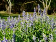 Есенско цвеќе кое ќе ви ја разубави градината и домот