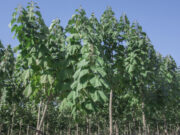 Го нарекуваат и дрво на иднината: Македонските домаќинства се греат на пауловнија