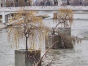 Исушените врби над реката Вардар кои чинат повеќе од 317.000 евра со години го огрдуваат изгледот на Скопје