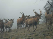 Н.П Галичица стана репродуктивен центар за европски елен
