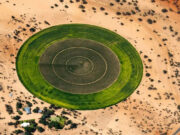 Kружни градини во Сахара. Еве зошто…