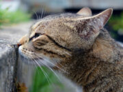 Што може да се научи од носот на домашната мачка