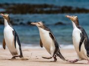 Хоихо: Најредок вид на пингвини во изумирање