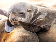 Загорзен опастанокот на фоки со кафеаво крзно