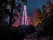 Има со што да се гордееме: Највисоката природна елка во светот за Нова година и украсена
