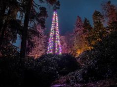 Има со што да се гордееме: Највисоката природна елка во светот за Нова година и украсена