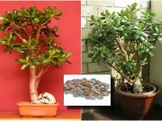 Денеска се засадува јапонското дрво на парите: Се верува дека ако го имате во домот ќе ви донесе дожд од приходи