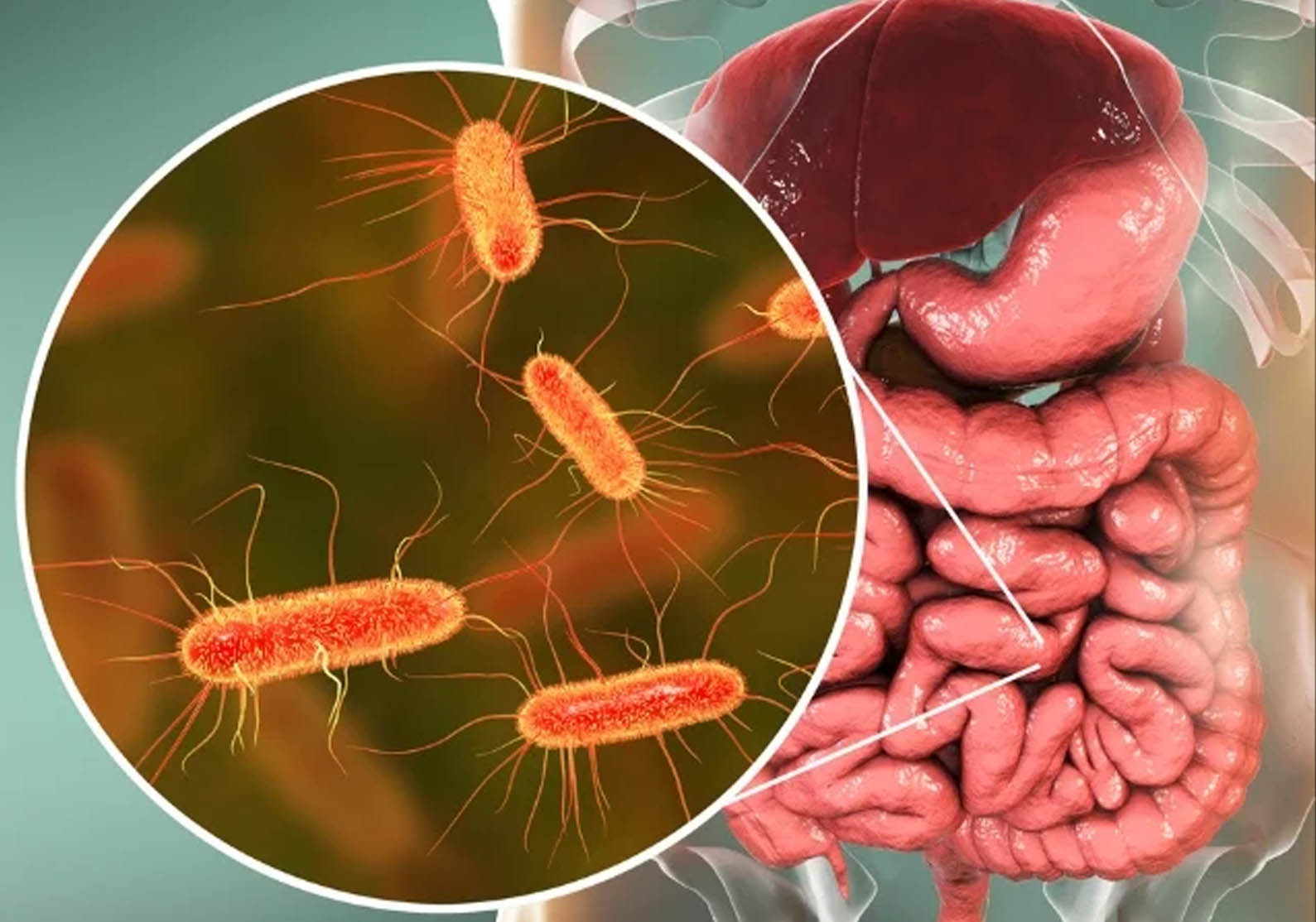 Микробите во цревата на секој човек го сочинуваат неговиот индивидуален микробиом.