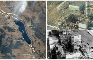 Букнуваат нови екосистеми во Чернобил