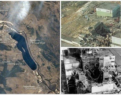 Букнуваат нови екосистеми во Чернобил